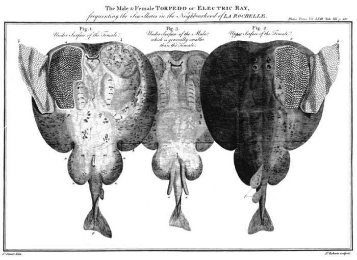 Изображение электрического ската в работе выдающегося хирурга Джона Хантера, 1782 год. / Источник: National Library of Wales