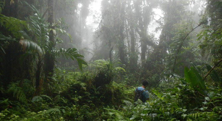 mistwoud-boquete-panama