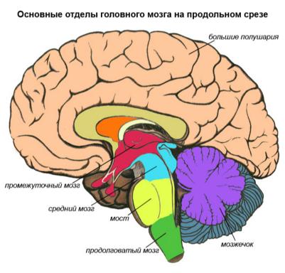 головной мозг