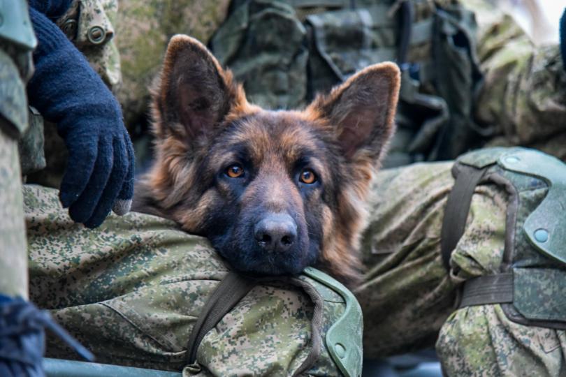 A dog rests its head on a a soldier’s knee in Aleppo, where Russian troops have been heavily involved in fighting