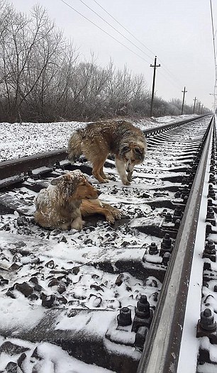 В Ужгороде пес Панда 48 часов самоотверженно охранял раненую собаку Люси