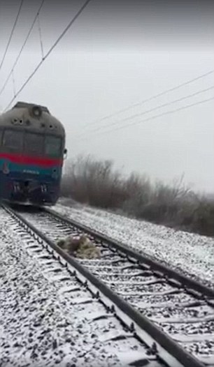 В Ужгороде пес Панда 48 часов самоотверженно охранял раненую собаку Люси