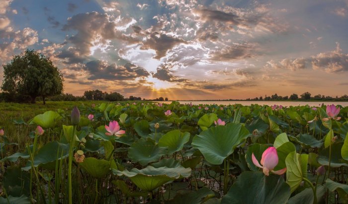 Долина лотосов занимает большую площадь / Фото: lowvolga.ru