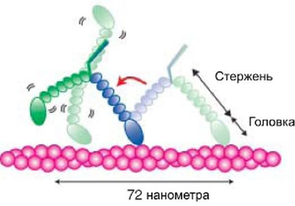 Что происходит с белком внутри живой клетки
