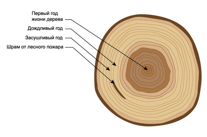 Как читать кольца деревьев