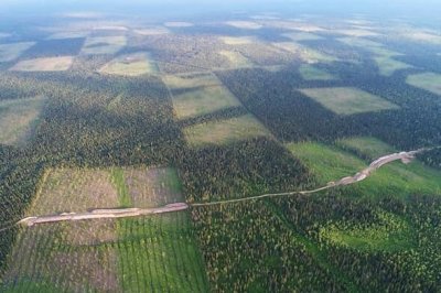 Леса Архангельской области превращают в тундру